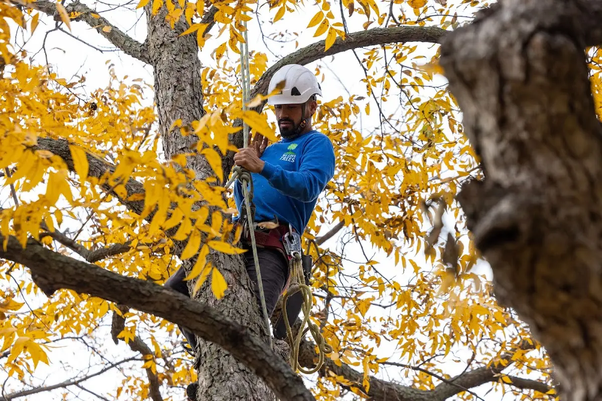 Skilled Tree Trimming crew working in Columbus